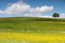 Arbre solitaire sur Andreas Müller