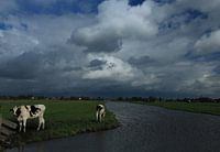 Two cows