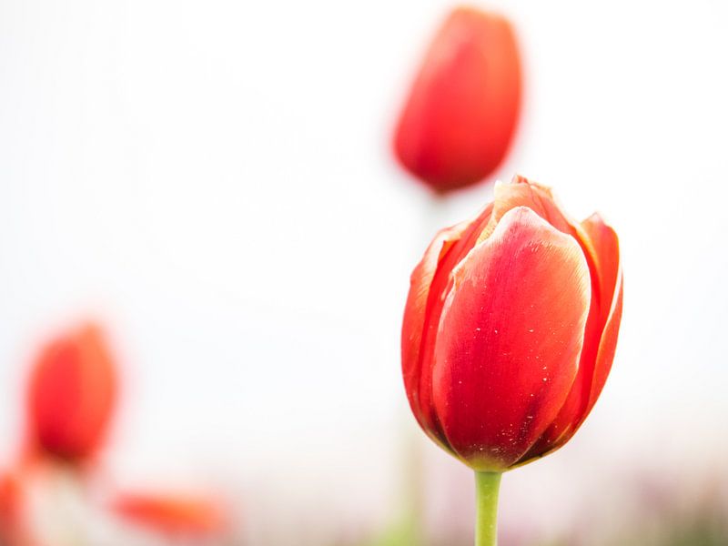 Tulpen auf einem weißen Hintergrund von Martijn Tilroe