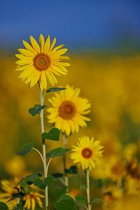 Sonnenblumenfeld in der Auvergne in Frankreich