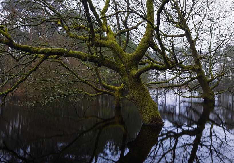 Dwingelderveld - Drenthe (Netherlands) by Marcel Kerdijk