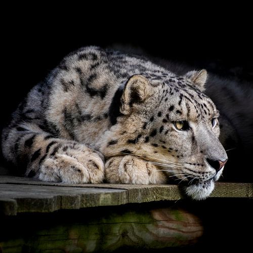 Snow leopard closeup