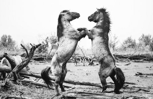 Dansende Konikpaarden