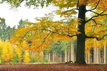 Beukenboom in de herfst van Corinne Welp