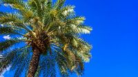 Palmboom in Barcelona met blauwe lucht van Jessica Lokker thumbnail