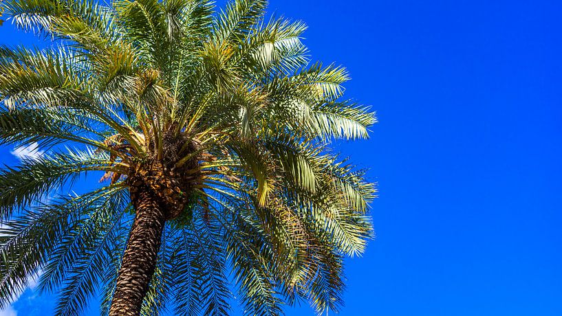 Palmboom in Barcelona met blauwe lucht van Jessica Lokker