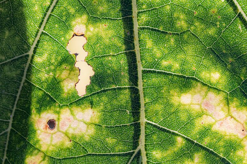 Recycling   zonnebloemblad van Coby Koops  natuurkieker.nl