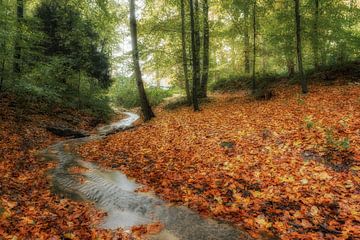 Herfst van Moetwil en van Dijk - Fotografie