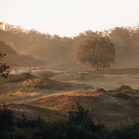 Amsterdam Wasserversorgung Dünen Morgenlicht von Jeanine Verbraak