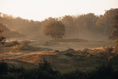 Amsterdam Wasserversorgung Dünen Morgenlicht von Jeanine Verbraak