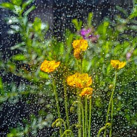 Iceland poppy in the rain by Thomas Riess