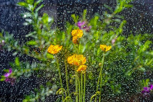 Iceland poppy in the rain by Thomas Riess