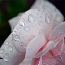 Raindrops on rose by Vrije Vlinder Fotografie
