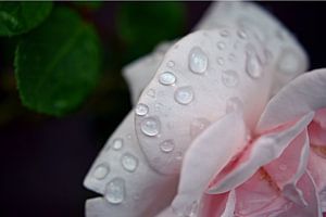 Regentropfen auf Rose