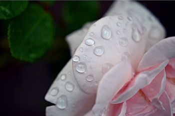 Gouttes de pluie sur une rose