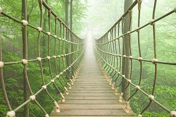 Suspension bridge in cloud forest