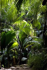 WEG ONDER DE BOMEN by Thomas Herzog