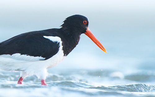 Oystercatcher on the North Sea coast