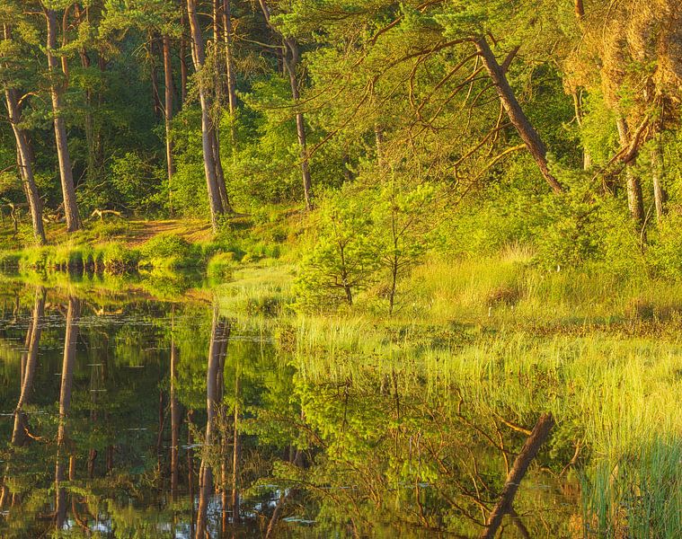 Sunrise Dwingelderveld (Spier) Drenthe - Netherlands by Marcel Kerdijk