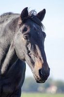 Black beauty