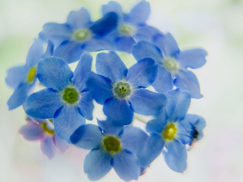 Vergeet-mij-nietje met mug, macrofotografie van bloem