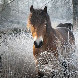 Wild paard in de winter in natuurgebied Drents Friese Wold in Drenthe van Robin Verhoef