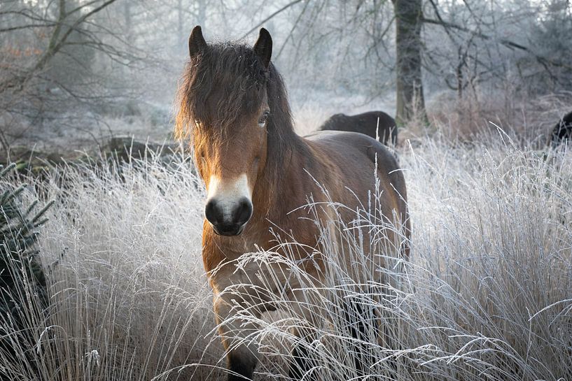 Cheval sauvage en hiver dans la réserve naturelle Drents Friese Wold en Drenthe par Robin Verhoef