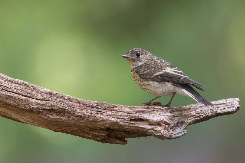 Grauschnäpper von Martin van der Kruijk