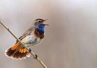Blauwborst
