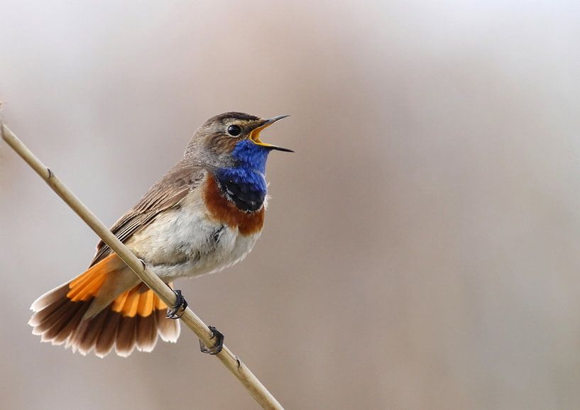 Blauwborst van Rob Belterman