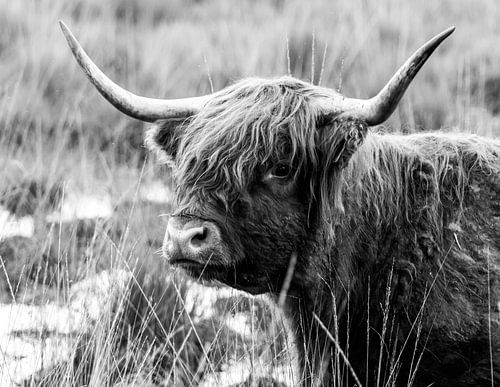 Schotse hooglander 2 Scottisch Highlander