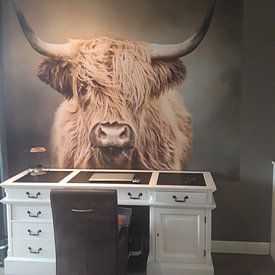Customer photo: Scottish Highland Cow by Diana van Tankeren, as wallpaper