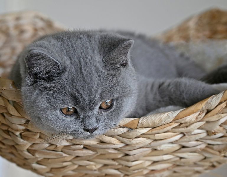 British shorthair by Jose Lok