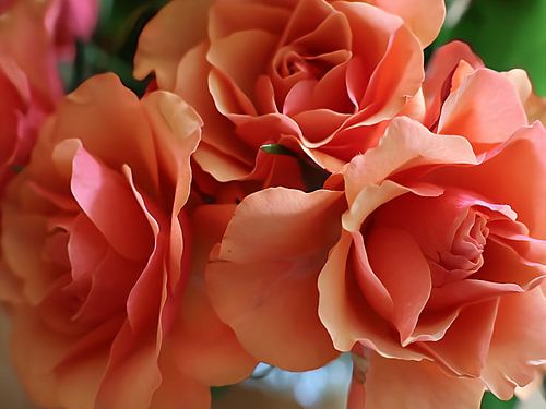 Perzikkleurige rozen