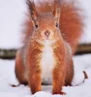 Sciurus vulgaris
