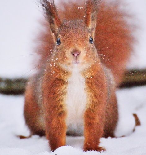 Sciurus vulgaris