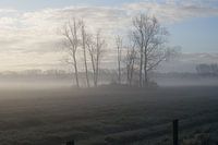 Morning mist