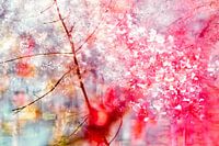 Blossom