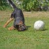 Schäferhündin (Welpe) beim Spiel mit Ball von Babetts Bildergalerie