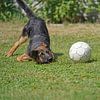 Sheepdog (puppy) playing with ball by Babetts Bildergalerie