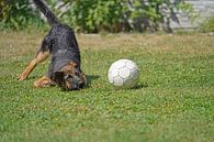 Schapenhond (puppy) speelt met bal van Babetts Bildergalerie thumbnail