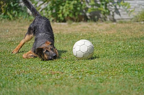 Schapenhond (puppy) speelt met bal