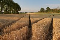 Korenveld bij Riemst (B) - Wheat field at Riemst (B)