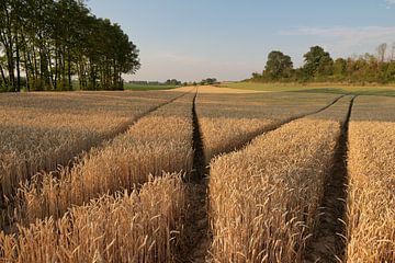 Korenveld bij Riemst (B) - Wheat field at Riemst (B) by Ton Reijnaerdts