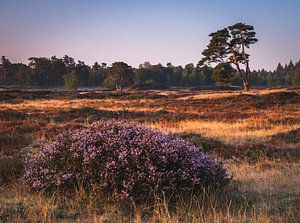 Zonsopkomst van Jeroen Linnenkamp