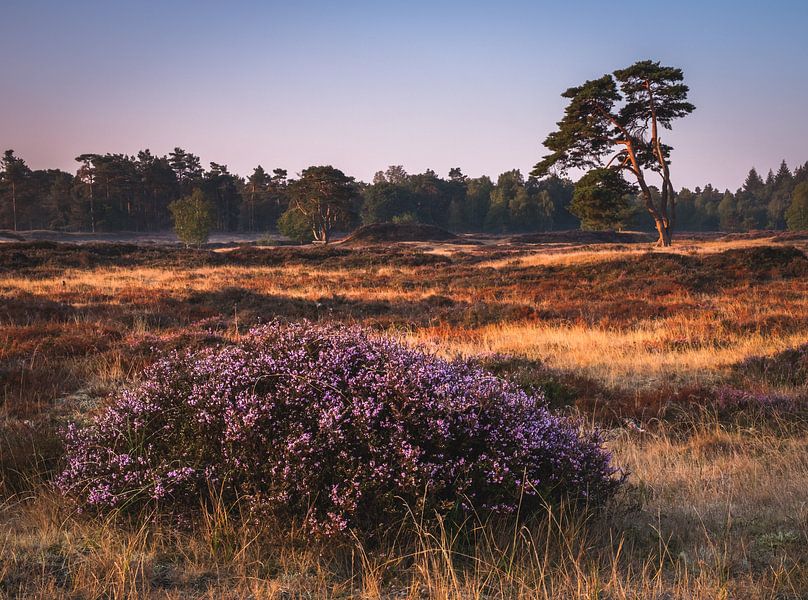 Zonsopkomst van Jeroen Linnenkamp