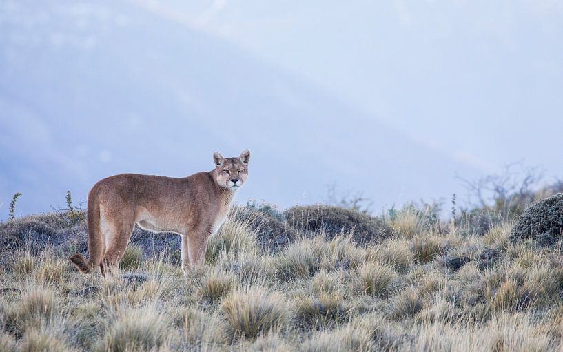 Puma gibt ein Augenzwinkern von Lennart Verheuvel