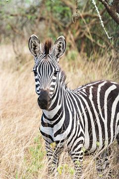 Oegandese zebra