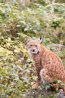 Lynx