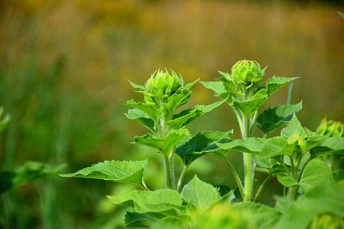 Een veld met zonnebloemen in het begin